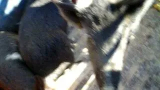 feral hogs caught in san antonio del bravo / candelaria texas