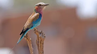 Birding South Africa Part 1: Johannesburg & Zaagkuildrift Rd Oct 5-7 2018