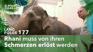Tiefe Wunden (Langfolge 177) | Elefant, Tiger & Co. | ARD