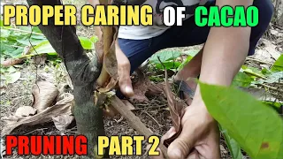 Proper caring of cacao / Pruning part 2