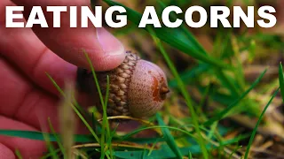 How to eat acorns, but maybe don't