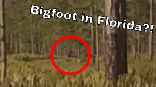 Bigfoot Shaking Tree in Florida (Wild Reserve)