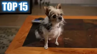 15 Funny Animal Commercials from Super Bowl ads - Funny Animals