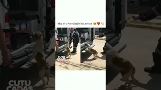 Cachorro não abandona seu dono mesmo na ambulância