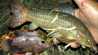 Swamp fishing for Brown Hoplo catfish (Kwie Kwie) and more. Catch and Cook
