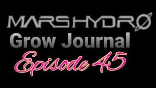 MarsHydro Grow Journal  #SP-250 #FC6500 RDWC Flower & Veg  #MARSHYDROSP6500  Episode 45
