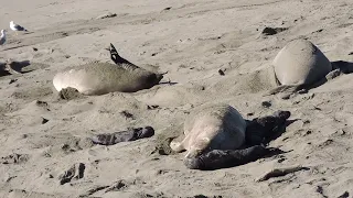 Elephant seal babies in San Simeon in January, 2022