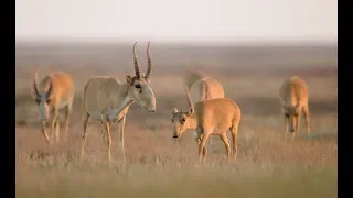 Призраки степи