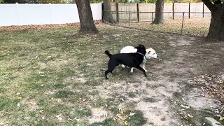 Laura playing with foster sister Pepper