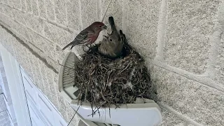 House Finch Nesting in Texas (week 1)