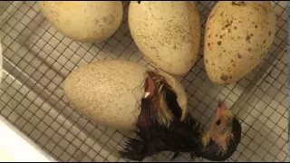 Turkey Hatching