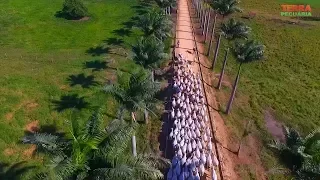 TERRA PECUÁRIA - AGROPECUÁRIA EAO