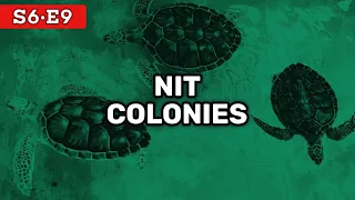 Nit Colonies | Red Chip Poker S6E9
