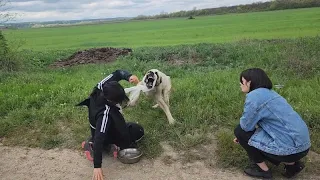 Как нас покусала собака, которую мы спасали. Эфир из клиники