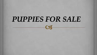 ENGLISH MORAL STORY -PUPPIES FOR SALE