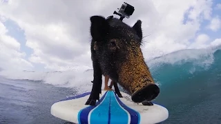 GoPro: Kama The Surfing Pig - Comment