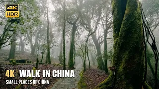 4K Walk in China | Ailao Shan | Walking alone in virgin forest in fog, no scary? ASMR