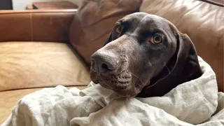 What Is A Day REALLY Like With A Dog | German Shorthaired Pointer | GSP