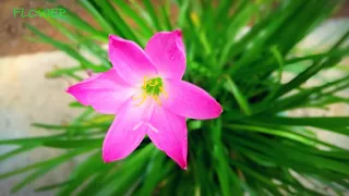 Zephyranthes minuta FLOWER