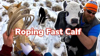 Rescuing Newborn Calf! Our Bull Got Foot Rot- Vlog 18