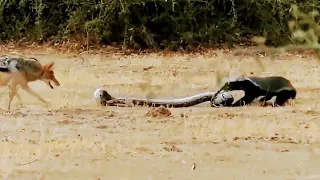 Honey badger Vs python Vs Jackal fight each other ll Who Wins? #Top Animals Spot #animalsfight