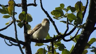 eastern olivaceous warbler (Iduna pallida)