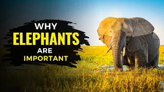 Why Elephants are Important to the Environment | Elephant | The Planet Voice
