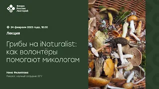 Грибы на iNaturalist: как волонтёры помогают микологам (Нина Филиппова)