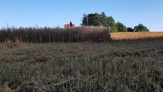 Harvest 2020. Old Sampo 360. Oats