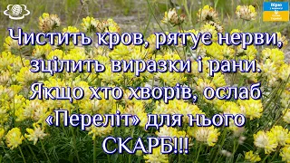 Чистить кров, рятує нерви, зцілить виразки. Якщо хто хворів, ослаб «Переліт» для нього  СКАРБ!!!