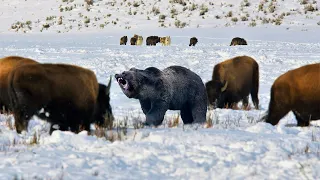 Вот Что Бывает Когда Бизон Встречает Медведя!!! Редкие Сражения Животных , Снятые на Камеру!