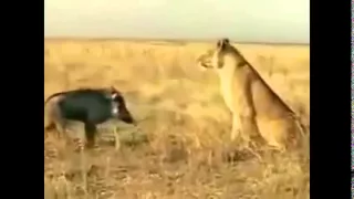 прикол кабан атакует львицу
