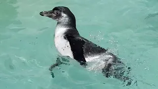 ＜おたる水族館　楽しい仲間たち＞ペンギンのひな