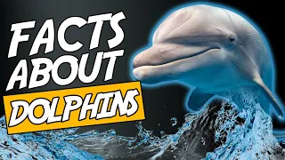 Top 10 Fascinating Facts About Dolphins That Will Blow Your Mind