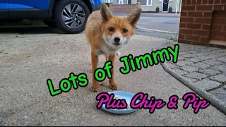 Jimmy, Jimmy & more Jimmy, 😂 #wildlife #fox #cuteanimals #viral #vlog #fyp