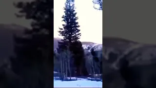 Massive Bigfoot Emerges From Snowy Woods on Camera and Causes Hiker to Run Away For Their Life!