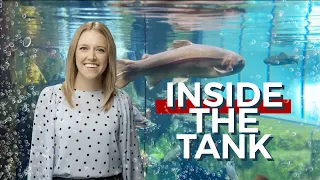 Going inside the fish tank at the Great Lakes Aquarium