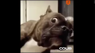 Funny dogs #2 - Смешные собаки, приколы с собаками (Coub, TikTok)