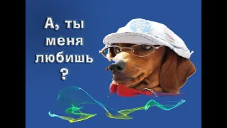 А, ты меня любишь? #создание_ видео #любовь #дружба #друзья #собаки