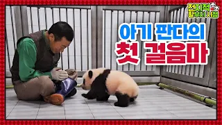 (SUB) Baby Panda's touching first steps🐼│Panda World