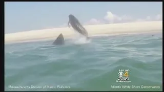 Great White Shark Jumps Out Of Water Chasing Seal Off Cape