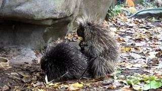 Porcupine Mating