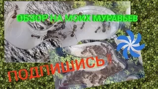 ОБЗОР НА МОИХ МУРАВЬЁВ 🔴 MESSOR STRUCTOR И LASIUS NIGER  🔴