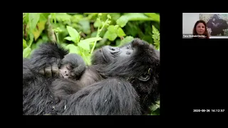 Virtual Lecture: Saving a Species: 50 Years of Conserving Mountain Gorillas