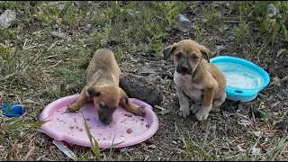 We Can’t Believe This Happen with 4 Little Pups...Why people are so cruel?