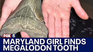 Maryland girl finds Megalodon tooth along Calvert County beach | FOX 5 DC