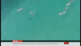 Swimmers at Bondi Beach cluelessly swim with sharks (Australia) - BBC News - 25th October 2020