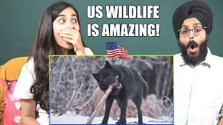 Indians React to 10 WILD Animals Found in America 🇺🇸