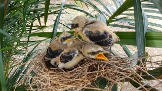 SARANG BURUNG CENDET SUDAH TIDAK MUAT ANAKNYA MAKIN TUMBUH MEMBESAR