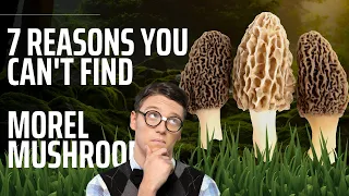 Morel Mushrooms - 7 Reasons You CANNOT Find Them